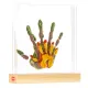 Marco Huellas Tiny Love Em Metacrilato Family Prints